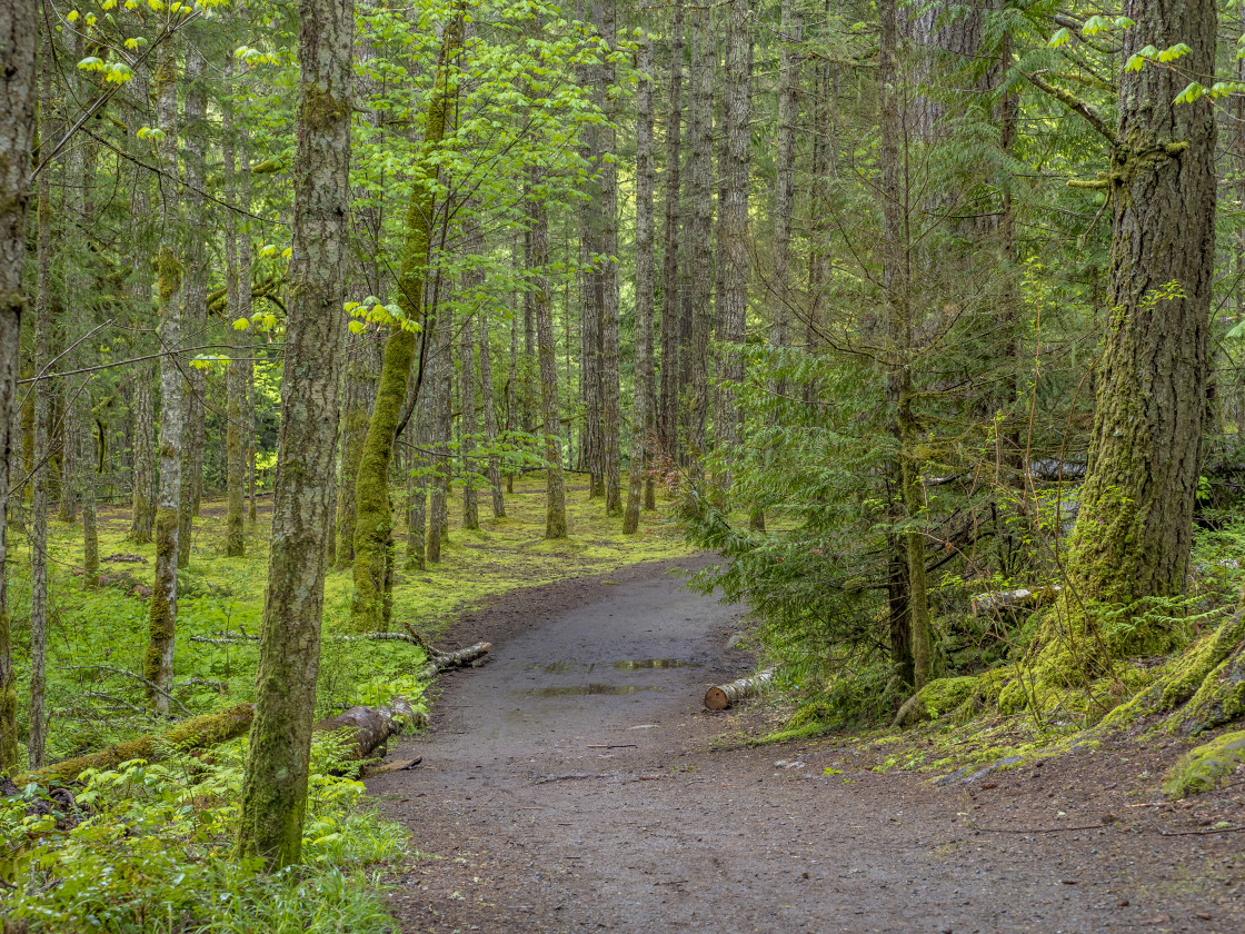 "Forest Walk" stock image