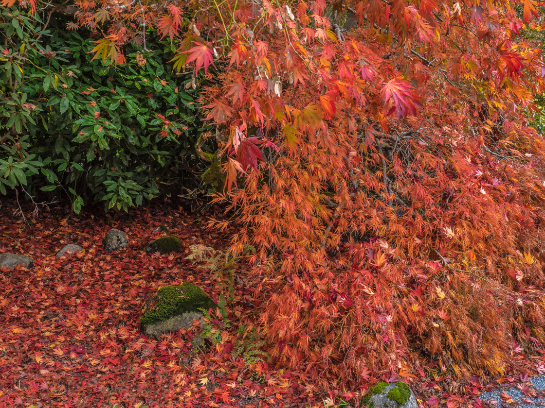 "Autumn Carpet" stock image