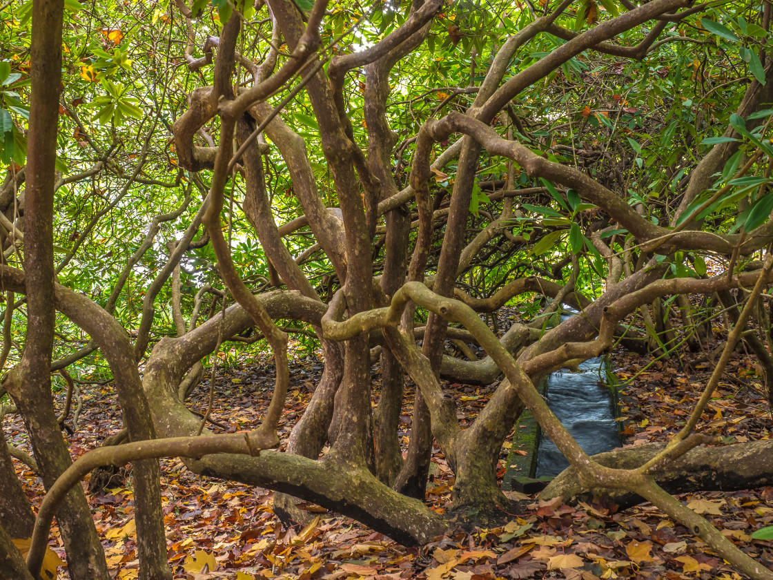 "Gnarly Tree" stock image