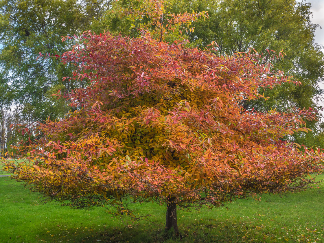 "Tree of Gold" stock image