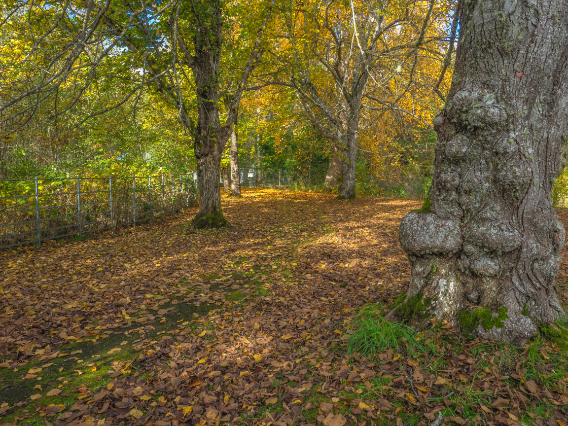 "Autumn Walk" stock image