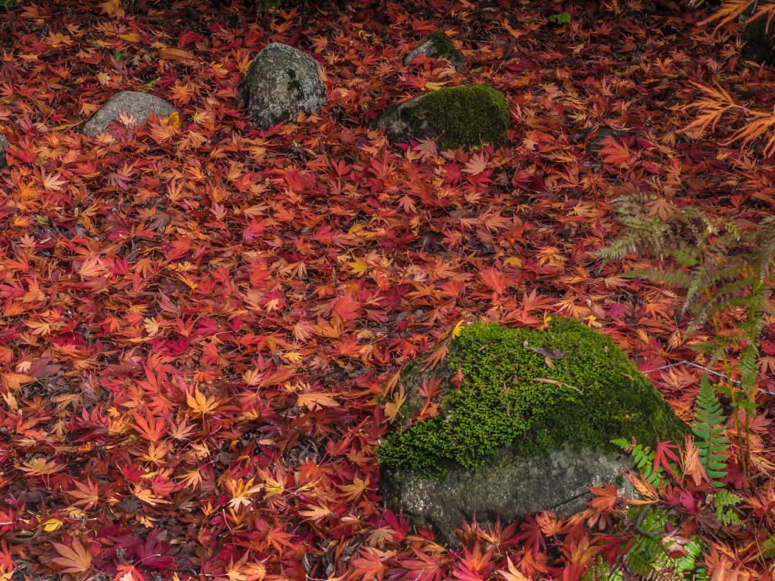 "Colour of Autumn" stock image