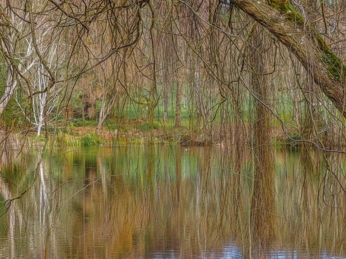 "Natures Curtain" stock image