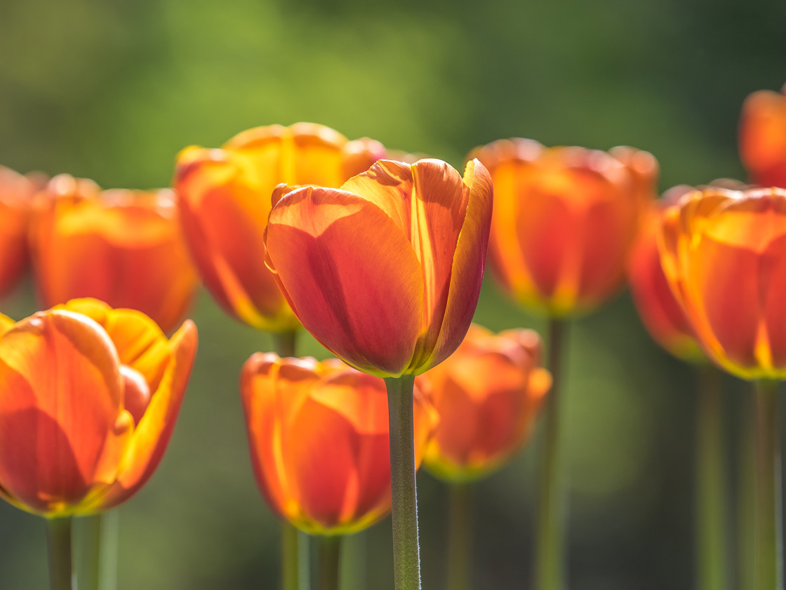 "Orange Light" stock image