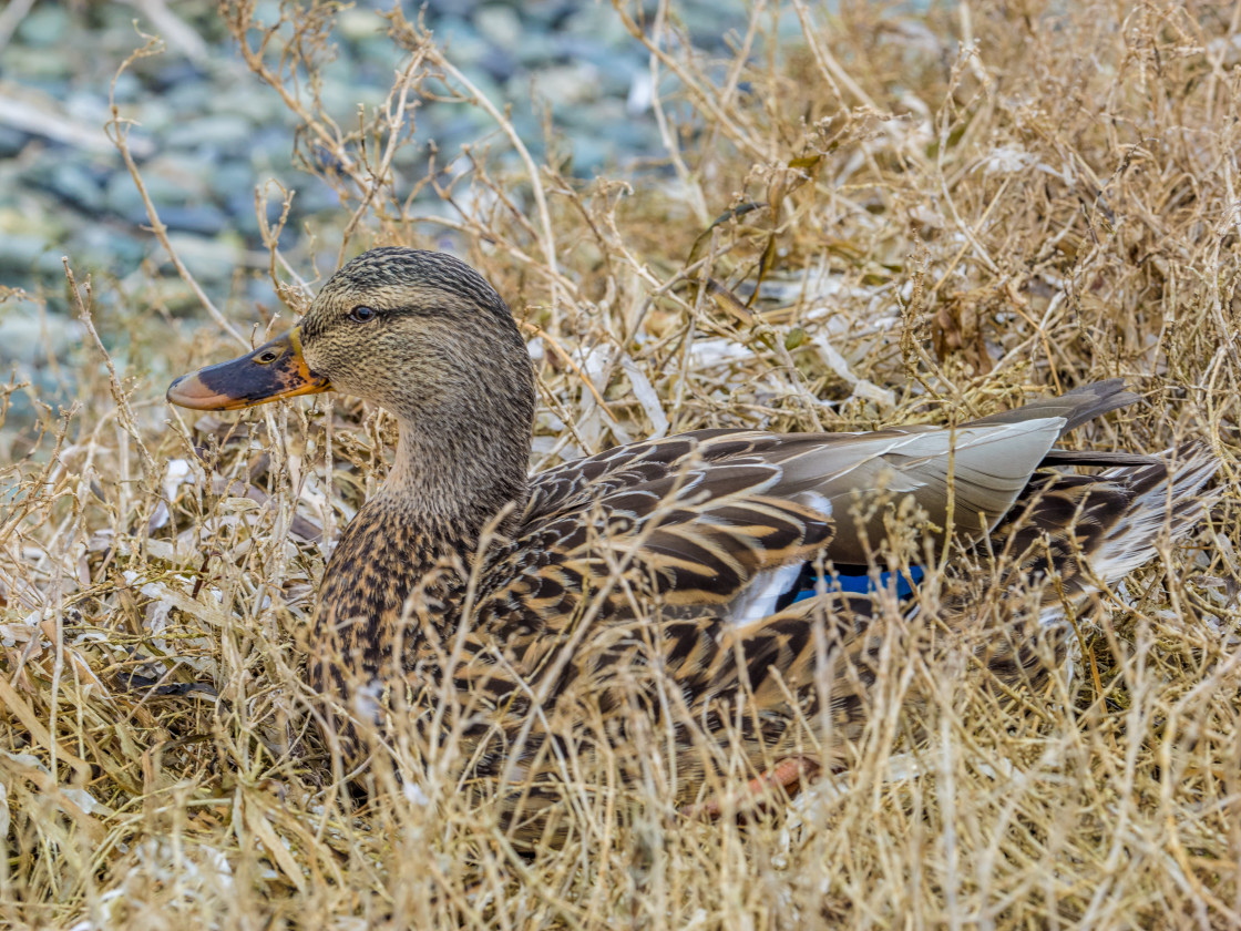 "Sitting Duck" stock image