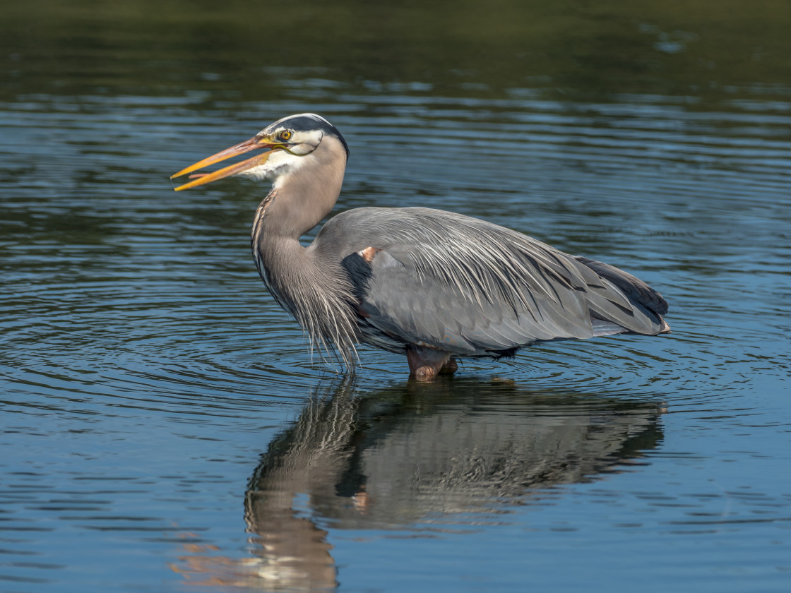 "The Fisherman" stock image