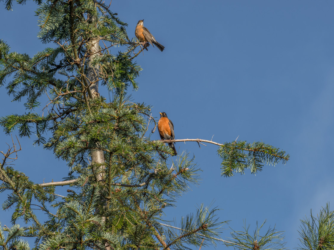 "Just Hanging Around" stock image