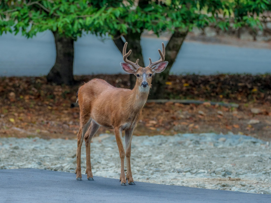 "The Poser" stock image