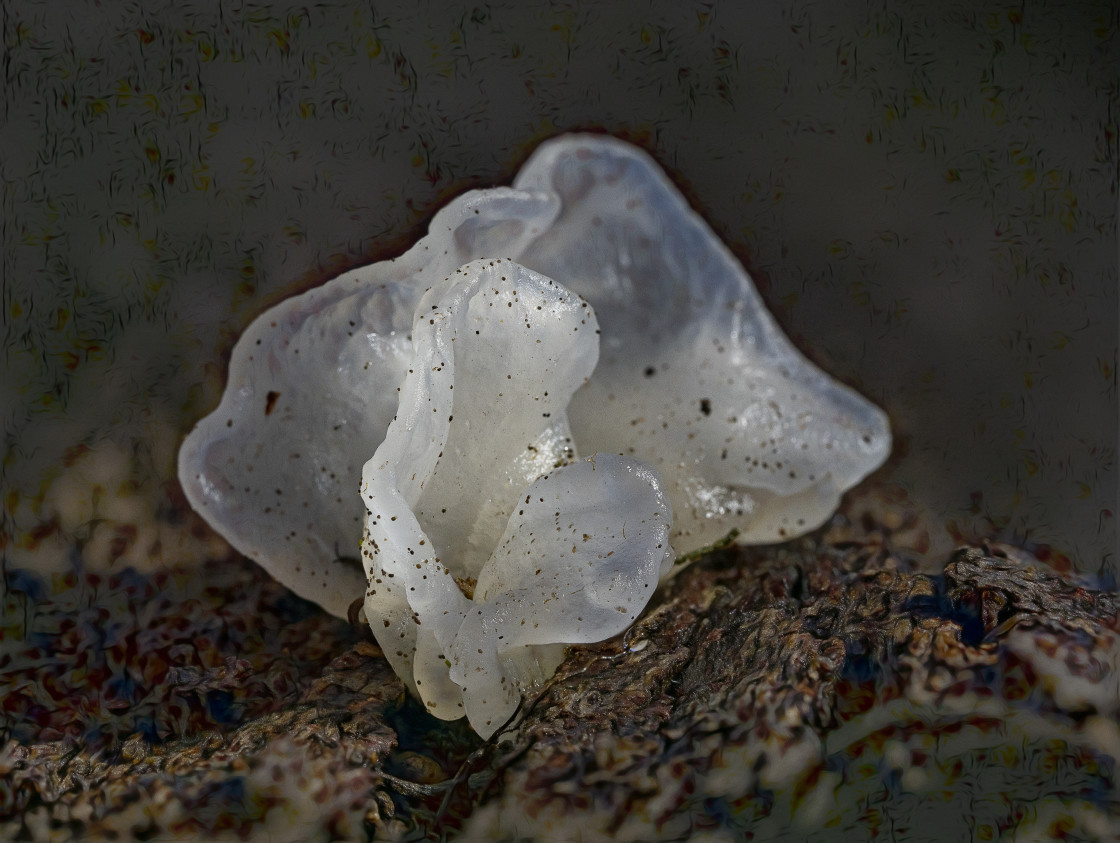 "Jelly Fungus" stock image