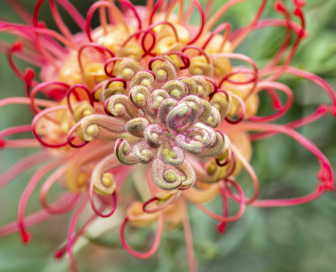 "Grevillea 'Coconut Ice'" stock image