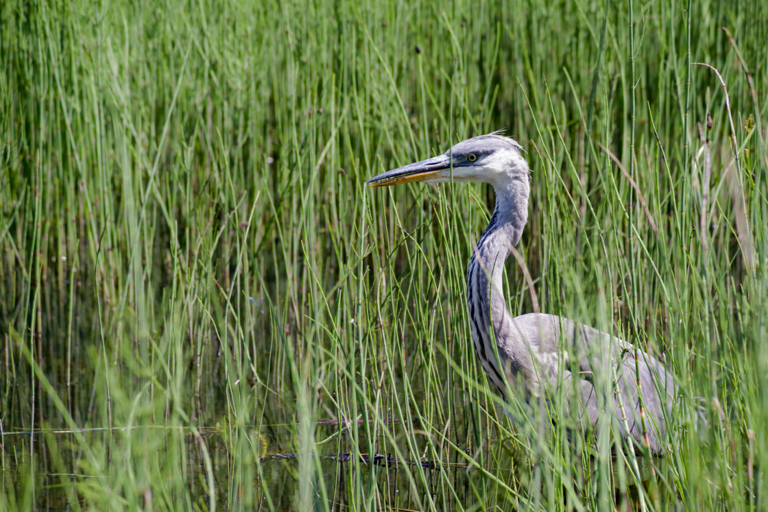 "Grey Heron" by Gordon England - $12.57 "Grey Heron" stock image