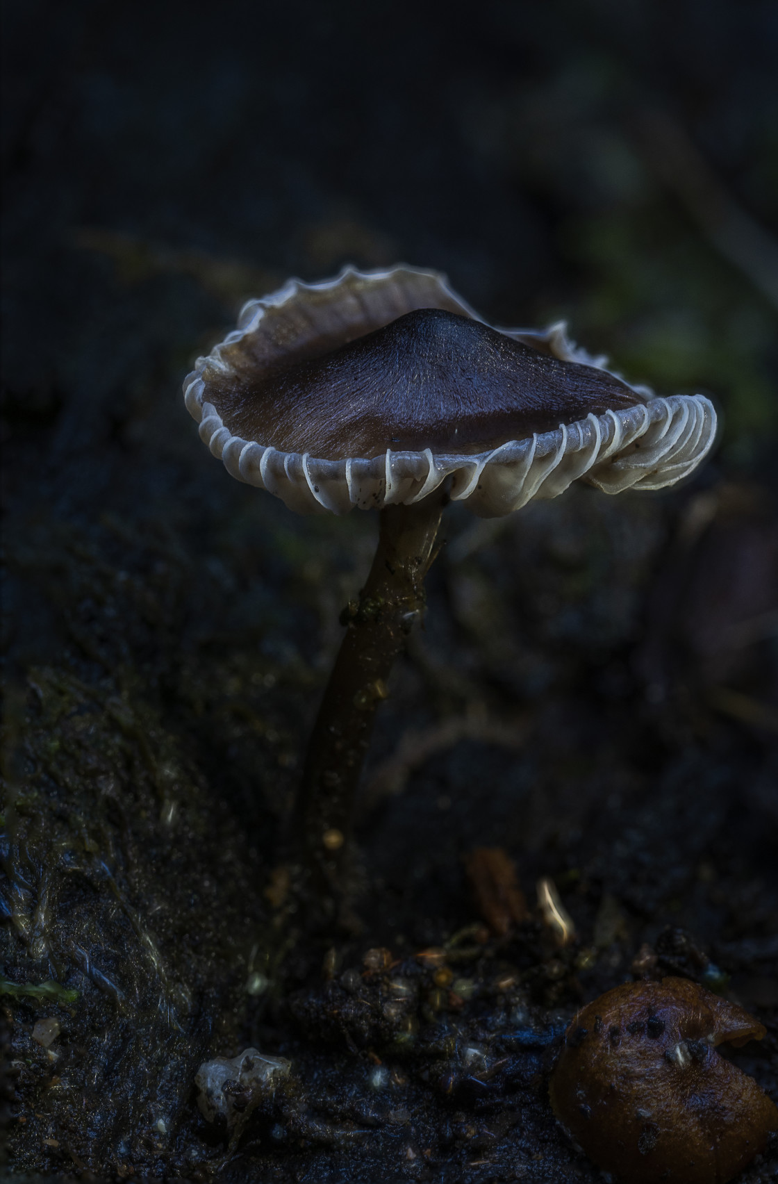 "Fungus" stock image