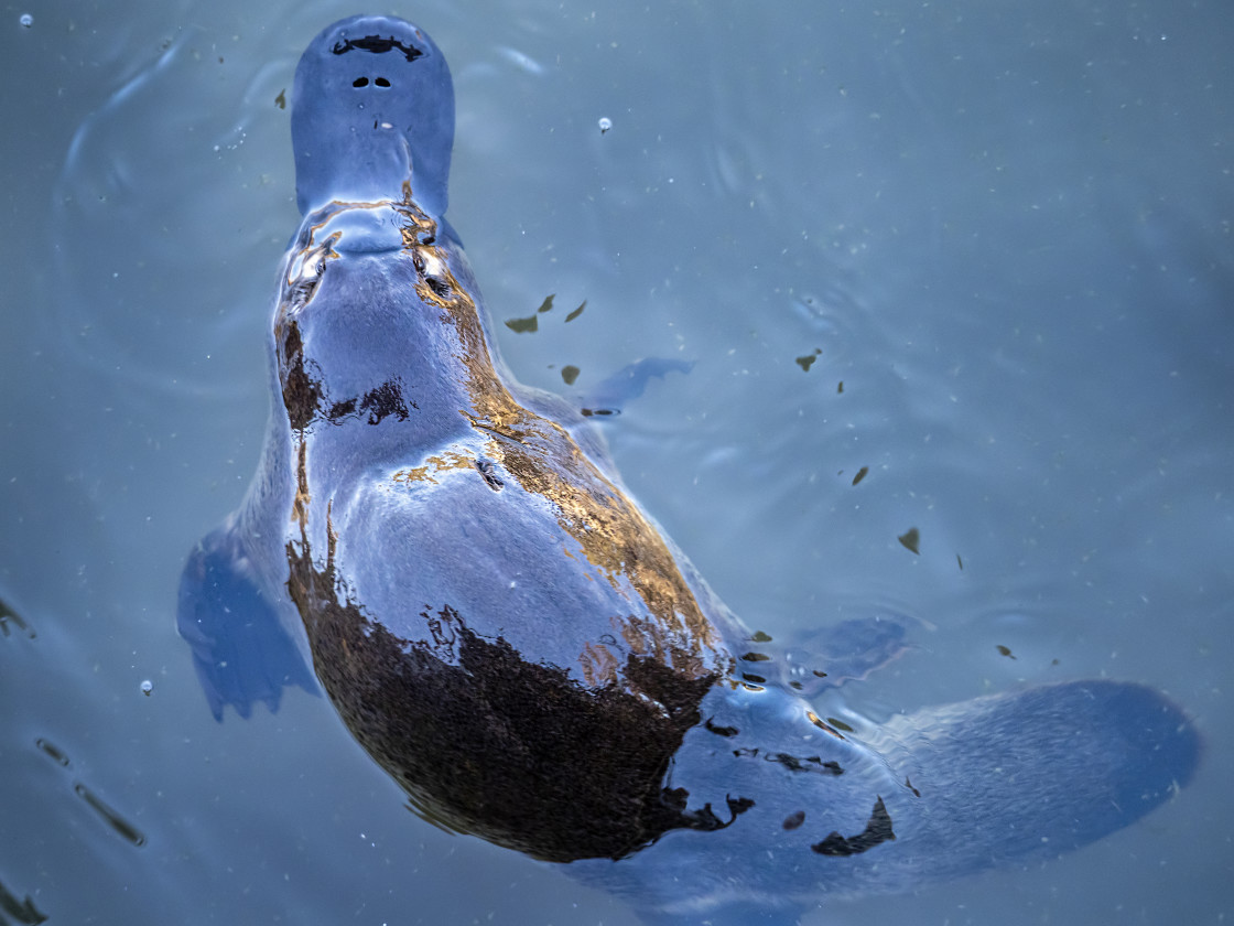 "Platypus from above" stock image