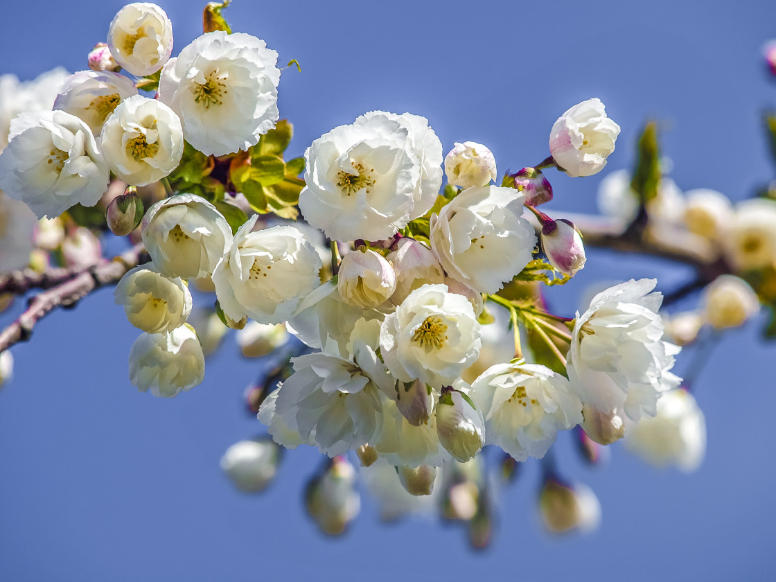 "White Beauty" stock image