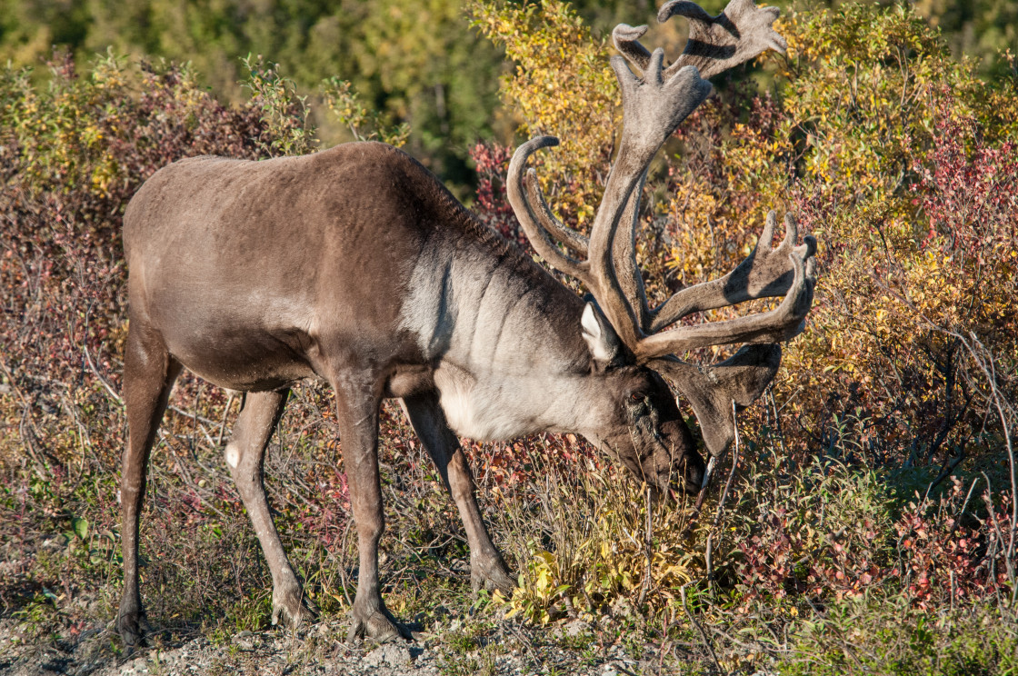 "Alaskan elk grazing" stock image