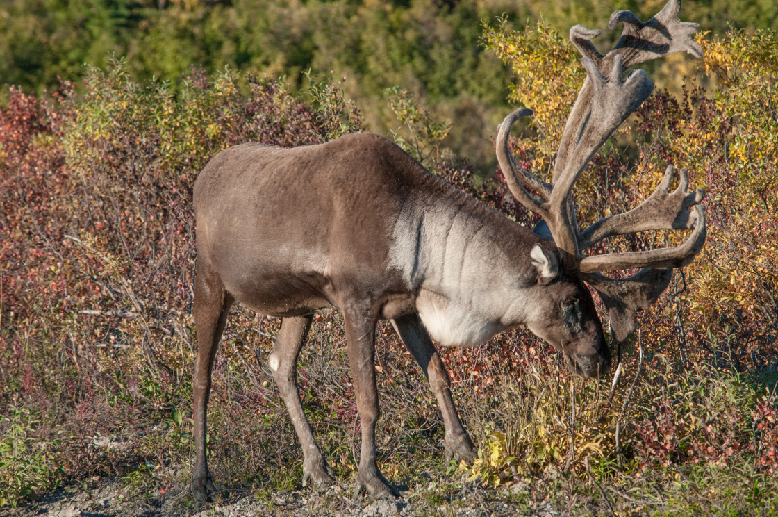 "Alaskan elk grazing" stock image