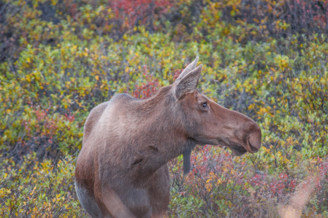 "Moose in Alaska" stock image