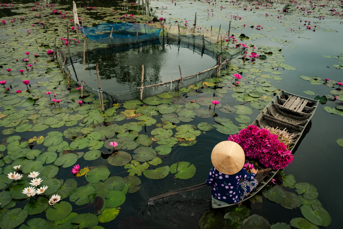 "Harvesting Water Lilies" stock image