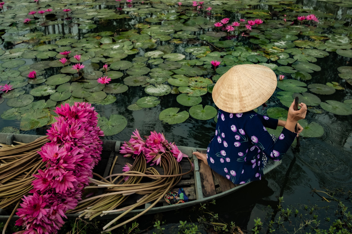 "Harvesting Water Lilies" stock image