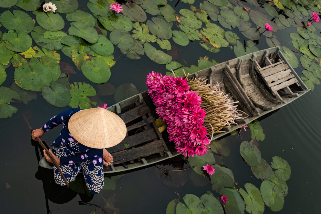 "Harvesting Water Lilies" stock image