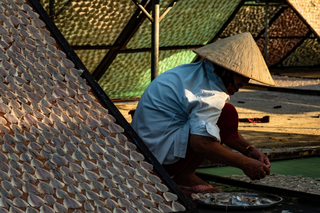 "Drying Fish" stock image