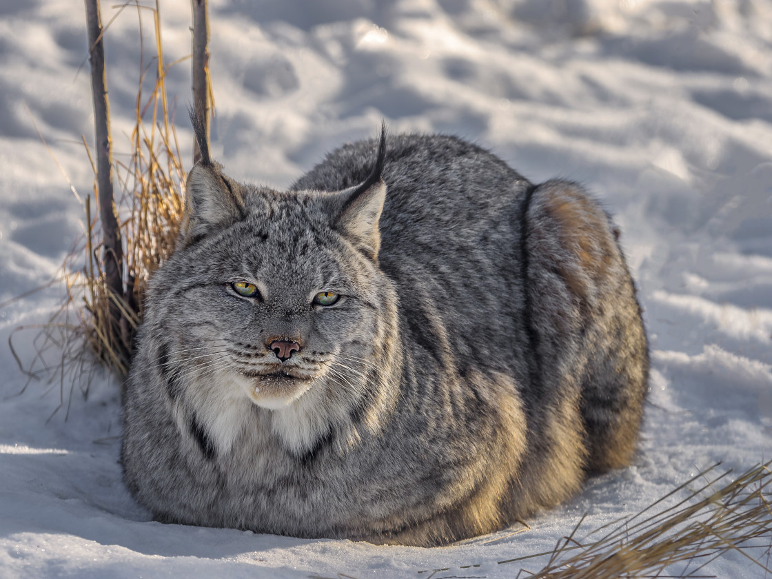 "Lynx" stock image