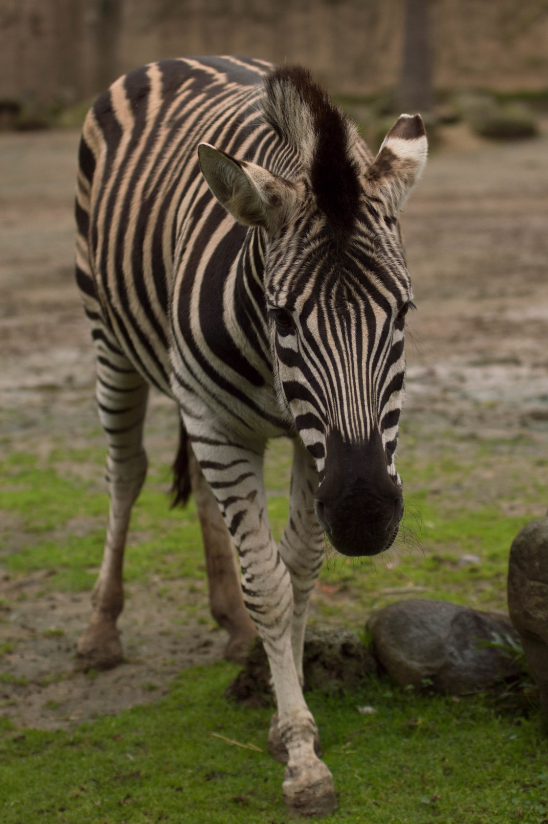 "Zebra" stock image