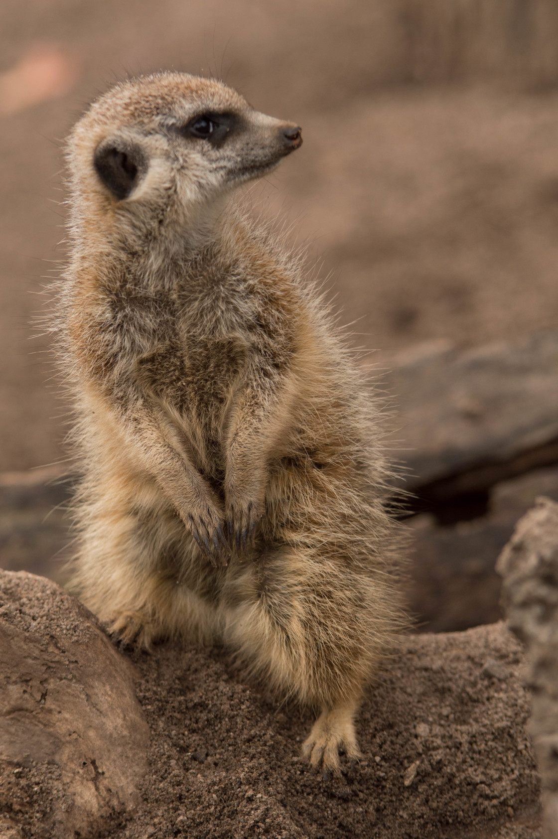 "Meerkat" stock image