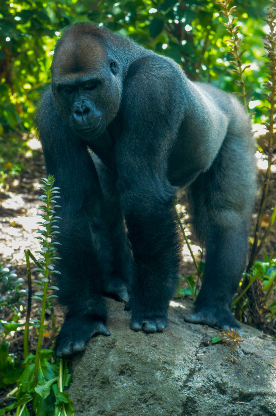 "Lowland gorilla,s" stock image