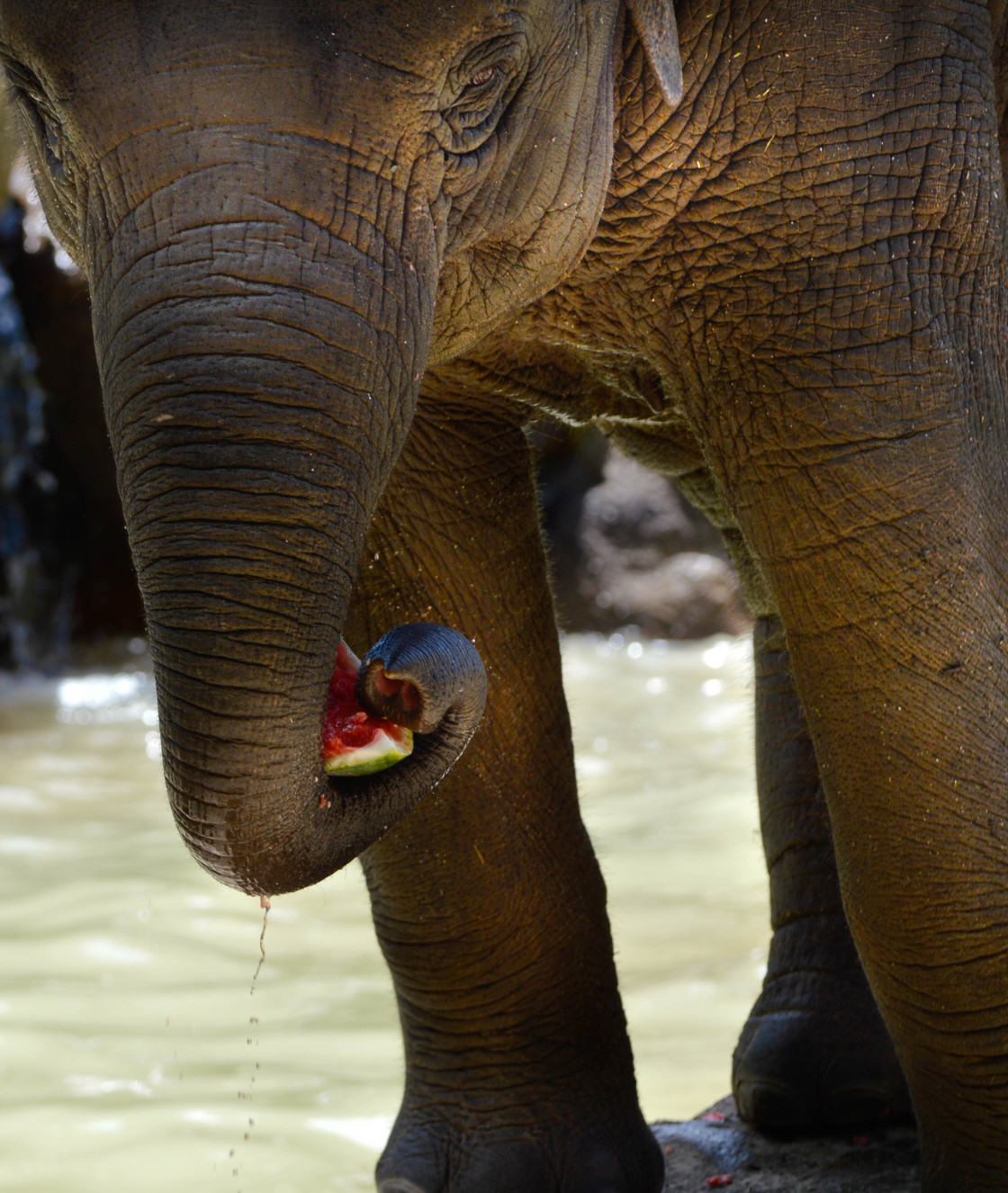 "Elephant enjoying a watermelon." stock image