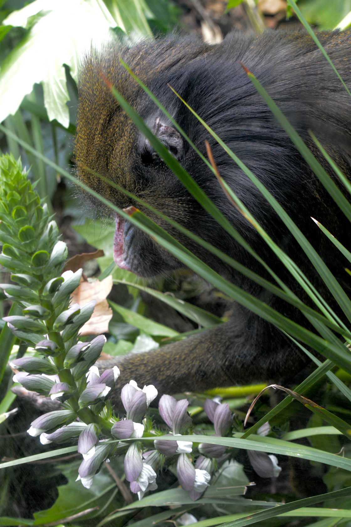 "Mandrill with a flower" stock image