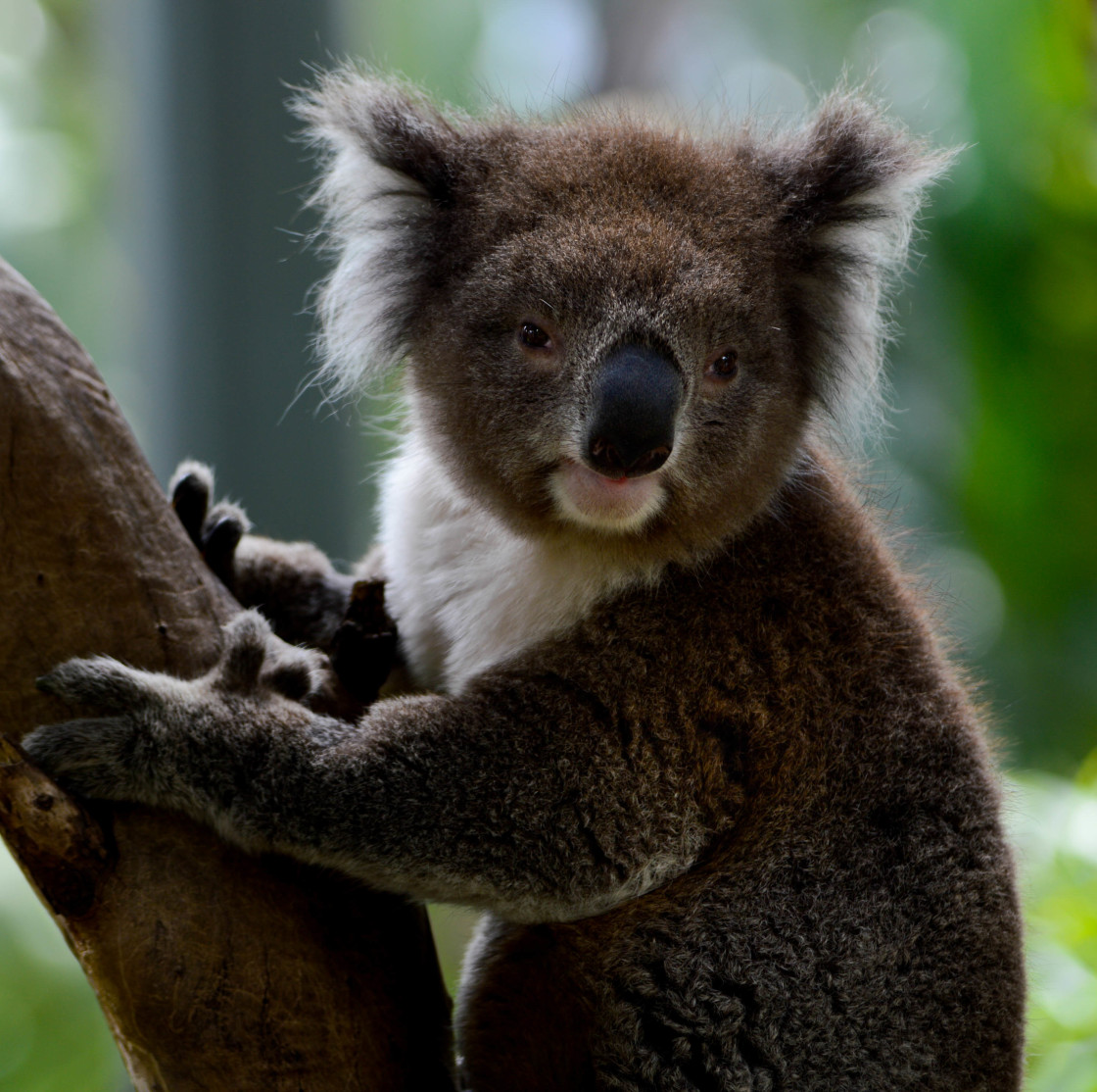 "Koala Bear" stock image