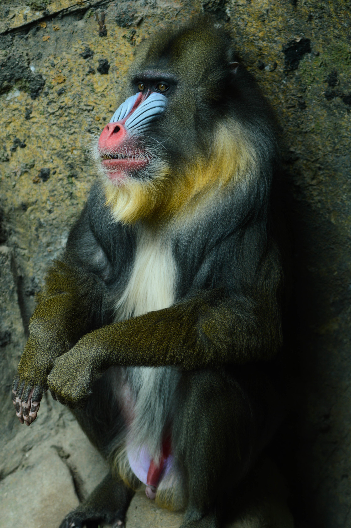 "Mandrill 3" stock image