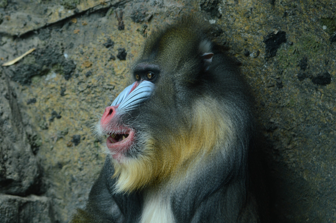 "Mandrill 2" stock image