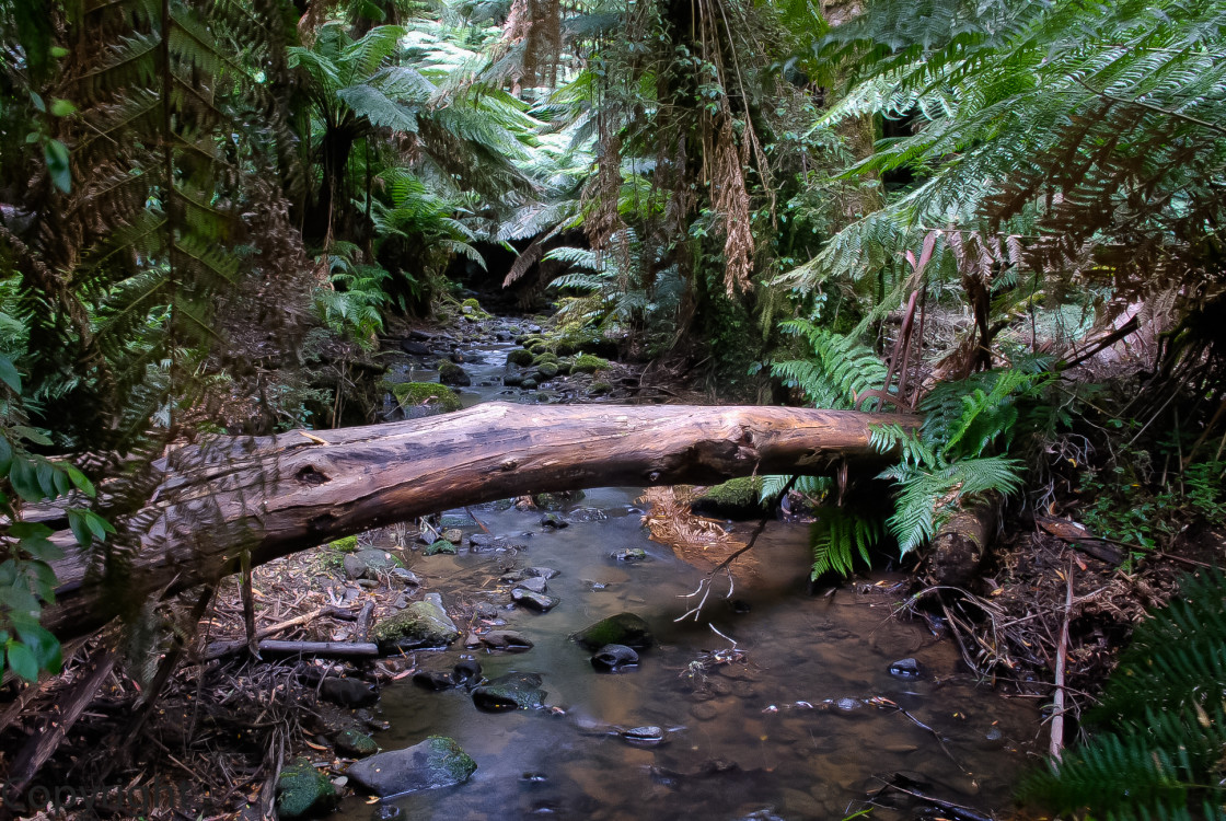 "Terra-Bulga National Park" stock image