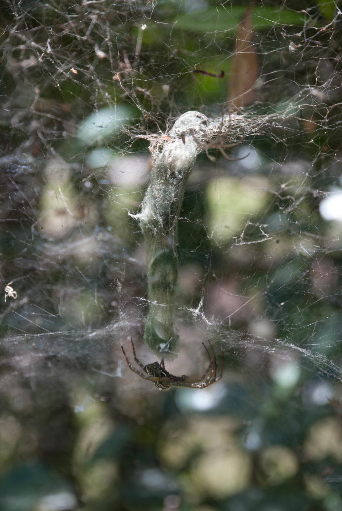 "Tent Web Spider" stock image