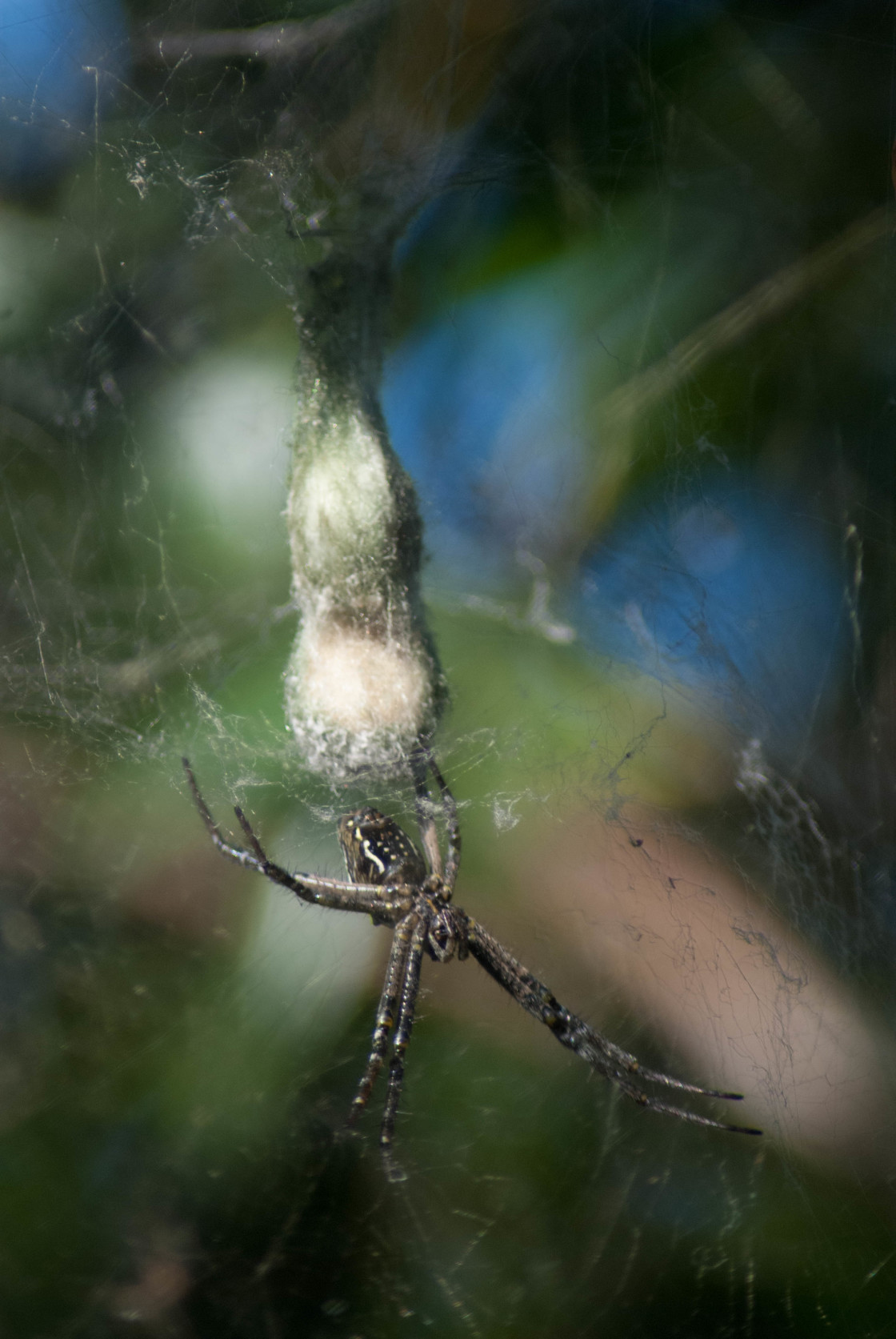 "Tent Web Spider" stock image