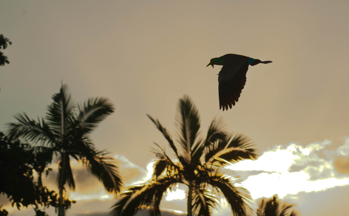 "Masked Plover in Flight" stock image