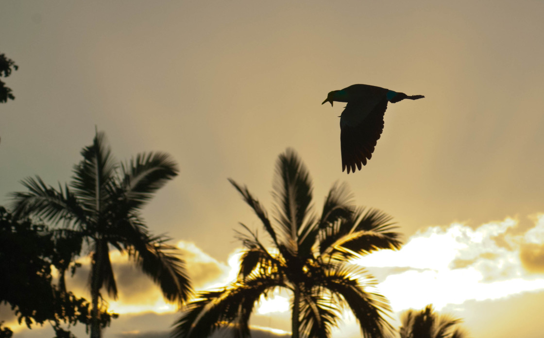 "Masked Plover in Flight" stock image