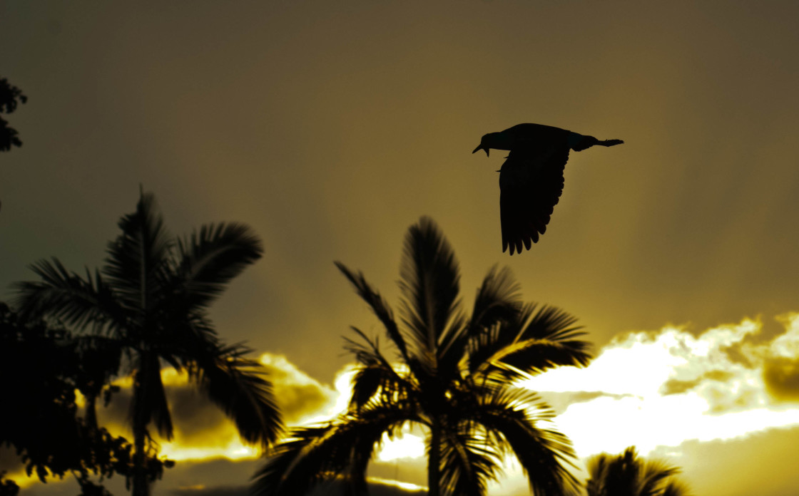 "Masked Plover in Flight" stock image