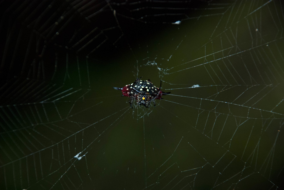 "Spiny Orb weaver Spider" stock image