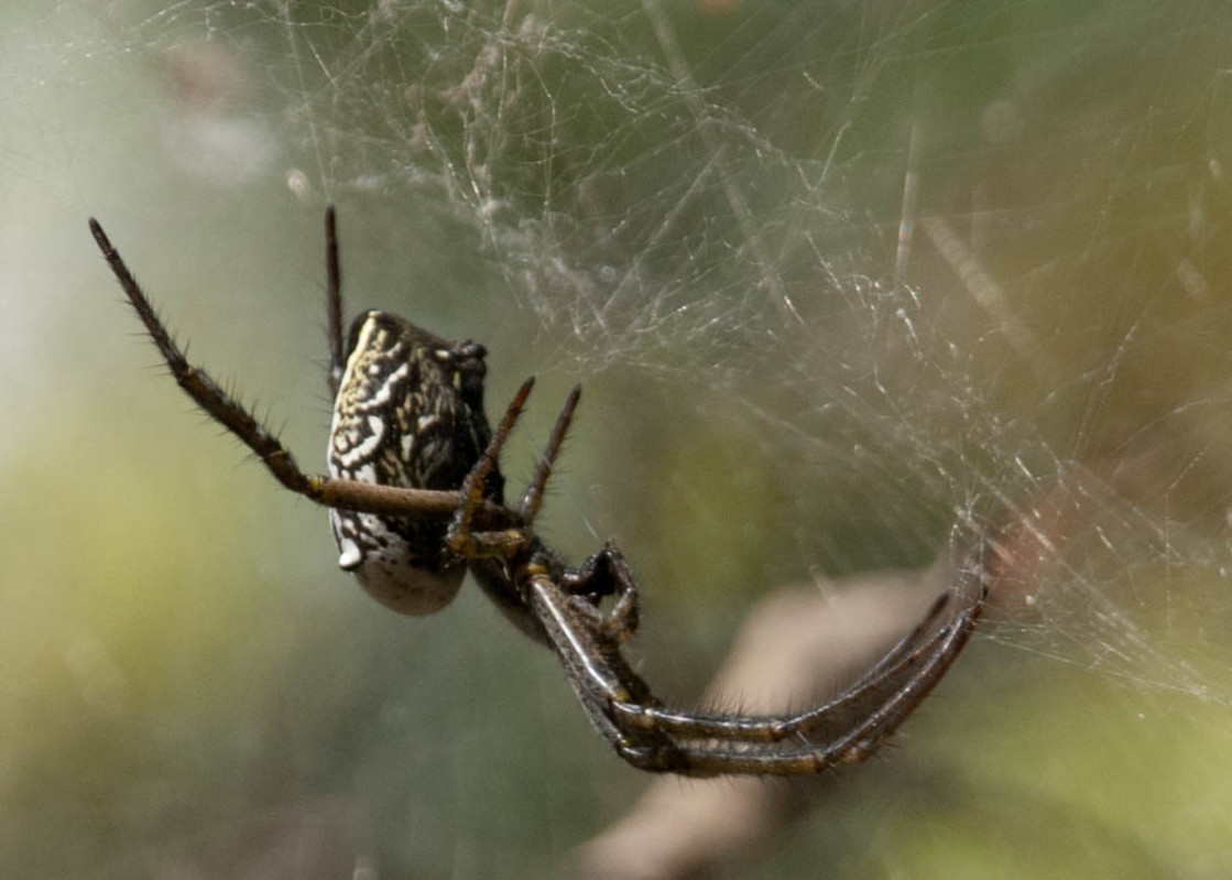 "Tent Web Spide" stock image