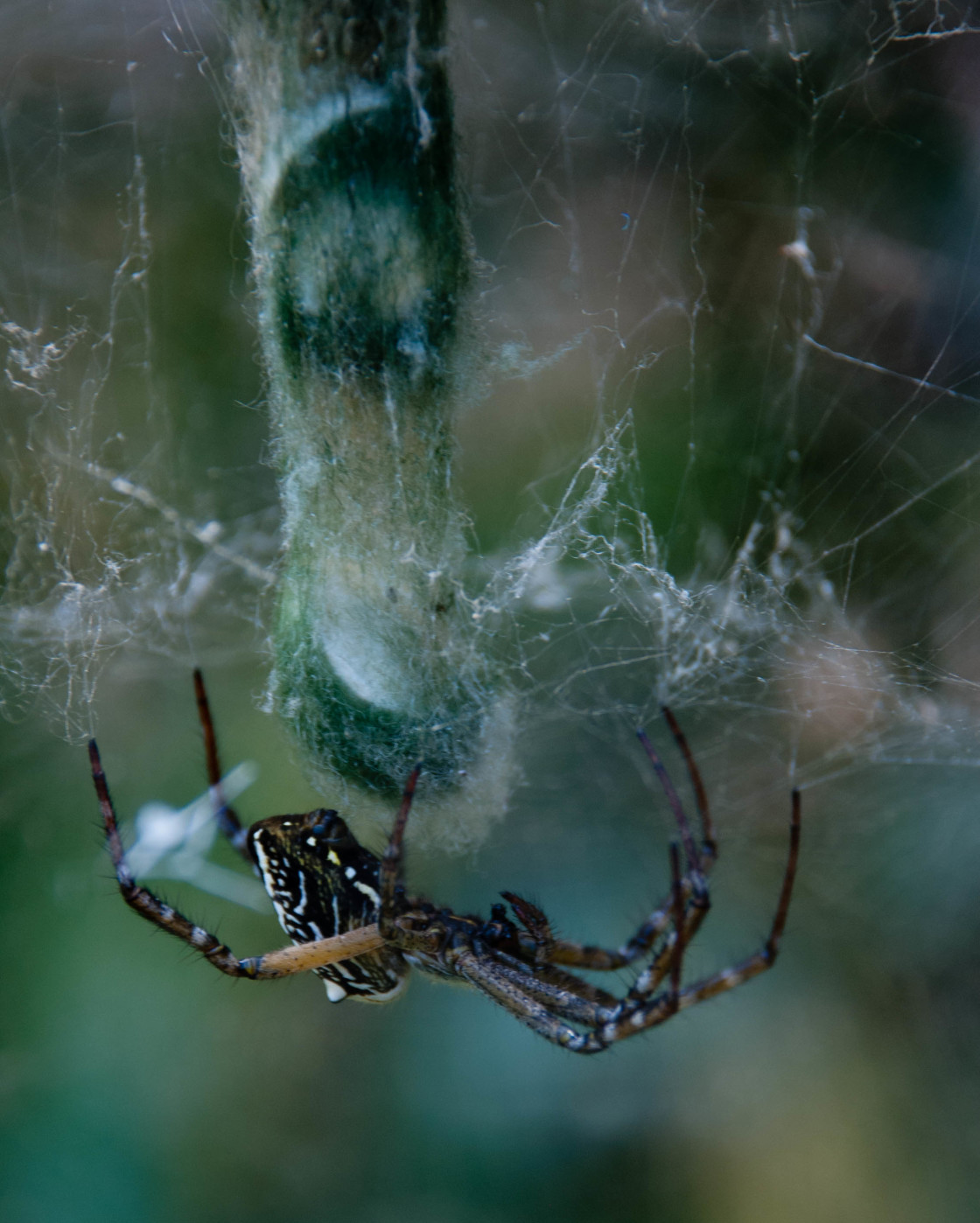 "Tent Web Spide" stock image