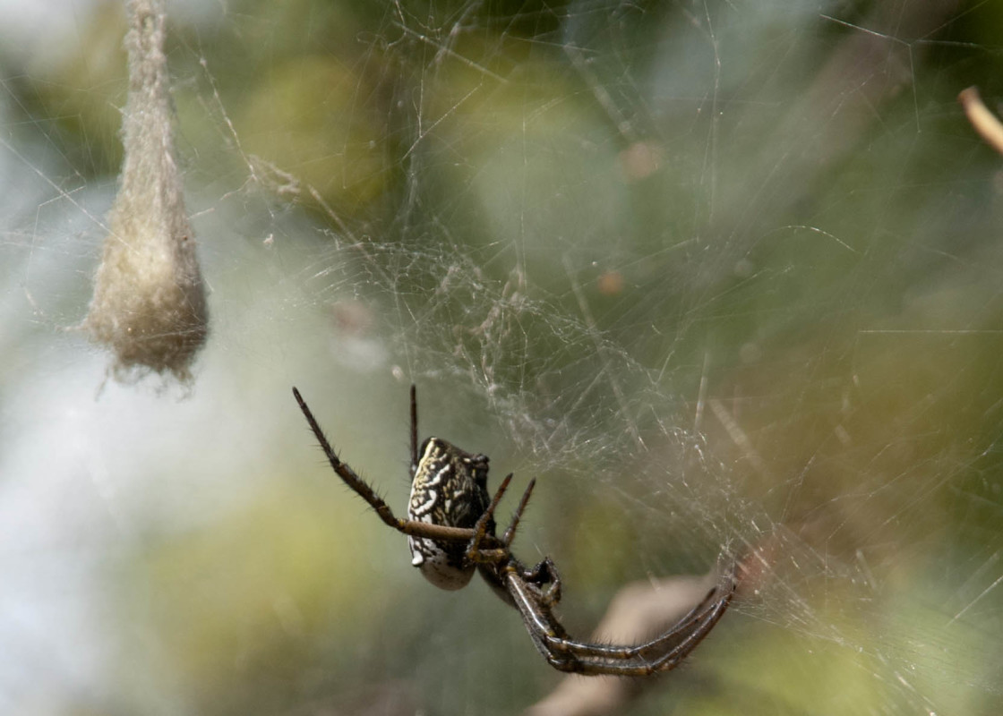 "Tent Web Spider" stock image