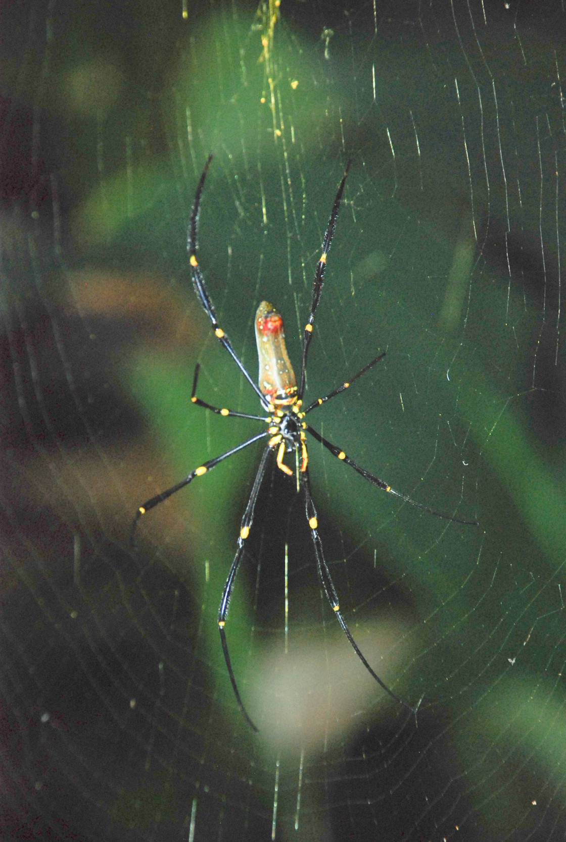 "Golden Orb Weaving Spider" stock image