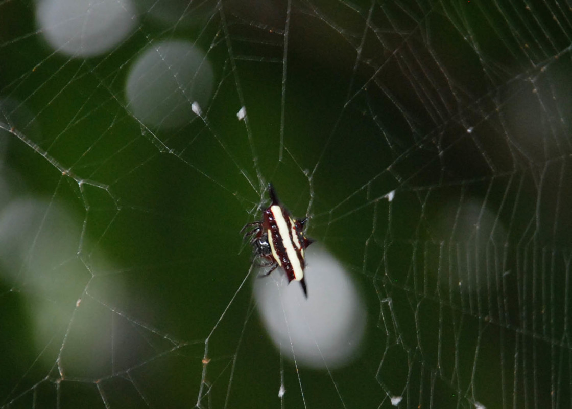 "Spiny orb-weaver spider" stock image