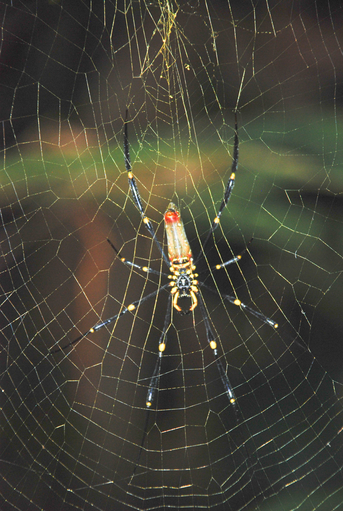"Golden Orb Weaving Spider" stock image
