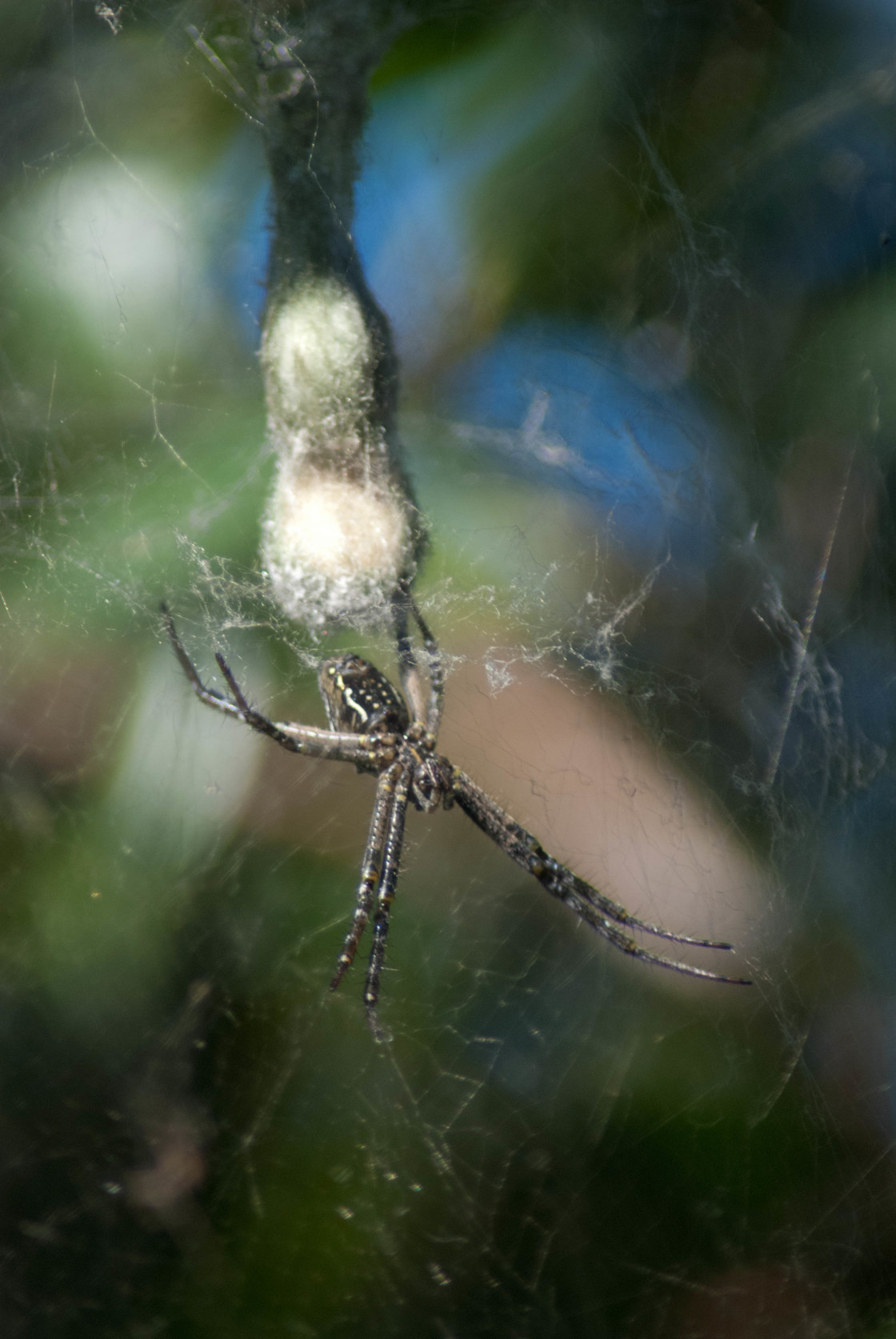 "Tent Web Spider" stock image