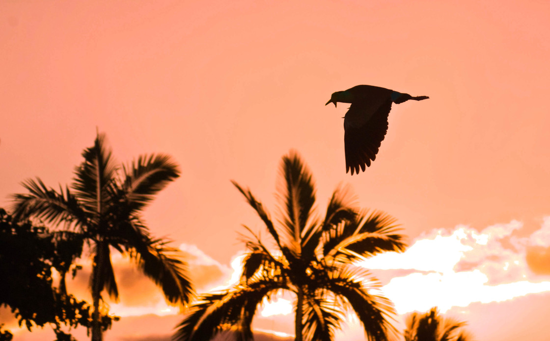 "Masked Plover in Flight" stock image