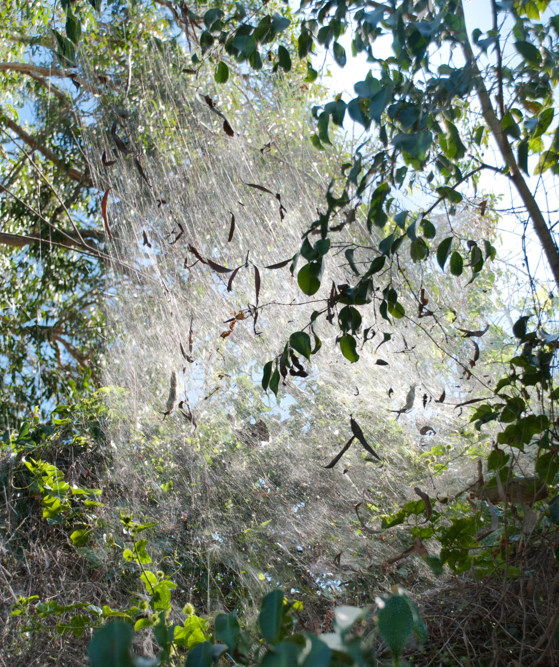 "Tent Web Spider Web" stock image